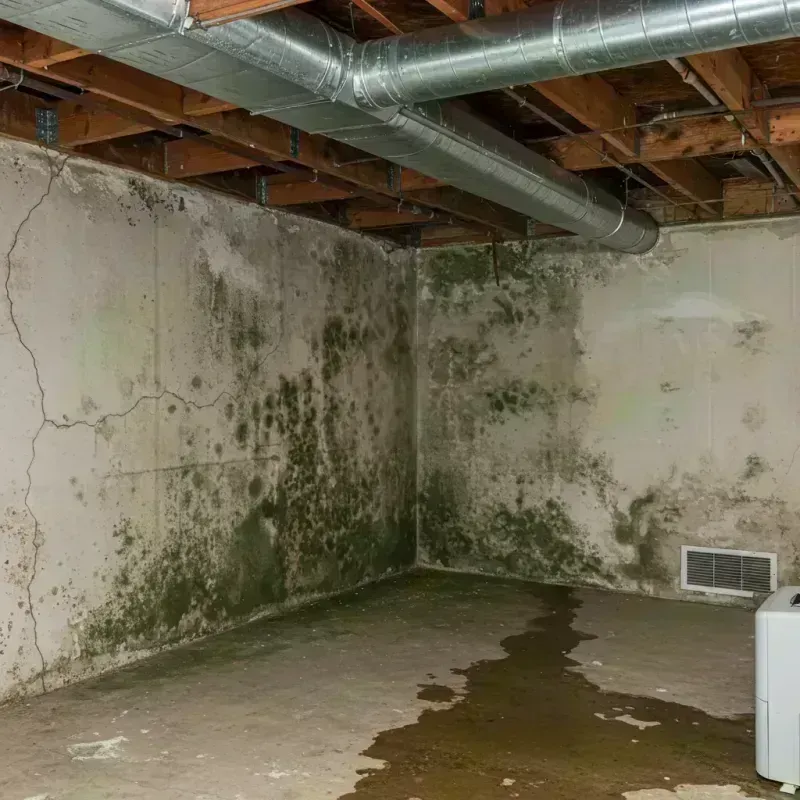 Professional Mold Removal in Mascoutah, IL